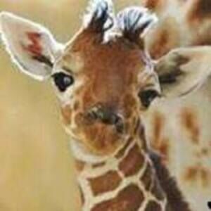 Meet your Posher, Bernice